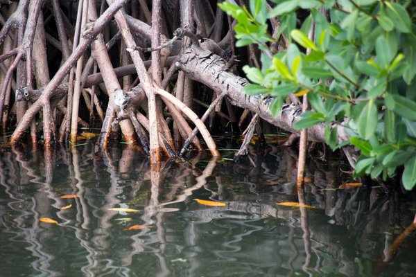 Quelle est la méthode la plus efficace pour restaurer les habitats naturels détruits par les infrastructures routières ?