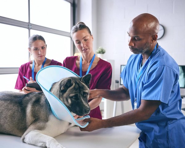 Pourquoi assurer la santé de votre chien?